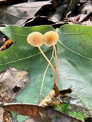Marasmius