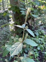 Achyranthes japonica
