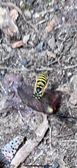 Vespula maculifrons