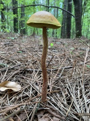 Aureoboletus betula