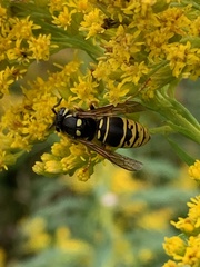 Vespula vidua