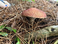 Suillus spraguei
