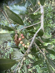 Belonocnema treatae