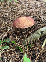 Suillus spraguei