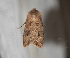 Agrotis bigramma