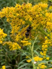 Vespula vidua