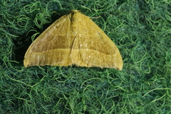 Watsonalla cultraria