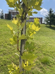 Platanus