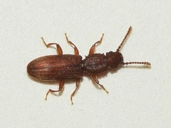 Oryzaephilus surinamensis