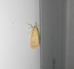 Miltochrista miniata