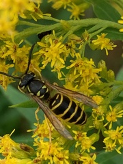 Vespula maculifrons