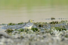 Motacilla citreola