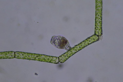Rotifera