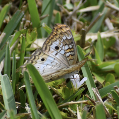 Anartia jatrophae