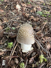 Amanita rubescens
