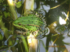 Pelophylax lessonae