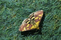 Pyrausta purpuralis