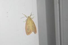 Miltochrista miniata