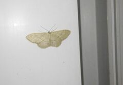 Idaea aversata
