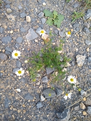 Tripleurospermum inodorum
