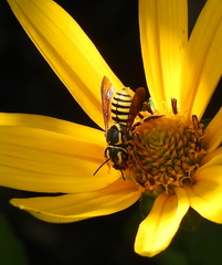 Paranthidium jugatorium lepidum