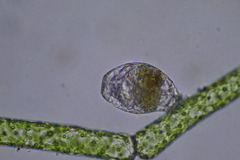 Rotifera