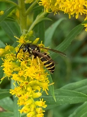 Vespula maculifrons