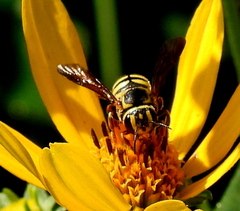 Paranthidium jugatorium lepidum