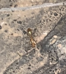 Camponotus festinatus