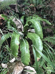Asplenium scolopendrium