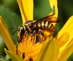 Paranthidium jugatorium lepidum
