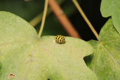 Psyllobora vigintiduopunctata