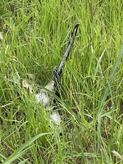 Geococcyx californianus