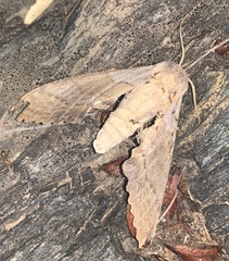 Camponotus festinatus