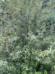 Elaeagnus