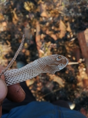 Serpentes
