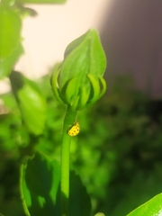 Psyllobora vigintiduopunctata