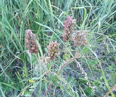 Astragalus uliginosus