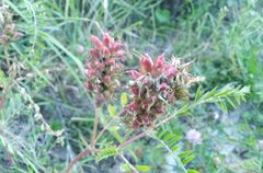 Astragalus uliginosus