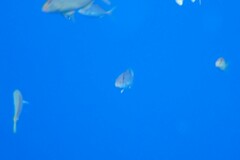 Seriola dumerili