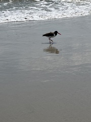 Haematopus palliatus