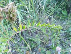 Astragalus uliginosus