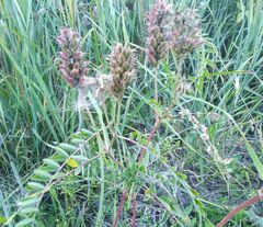 Astragalus uliginosus