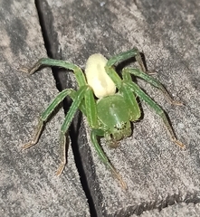 Micrommata virescens