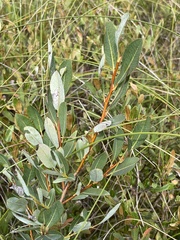 Salix pedicellaris
