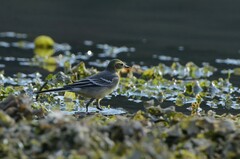 Motacilla citreola