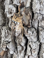 Megatibicen dealbatus