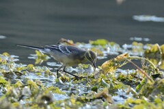 Motacilla citreola