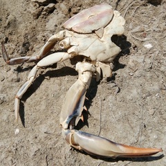 Callinectes sapidus