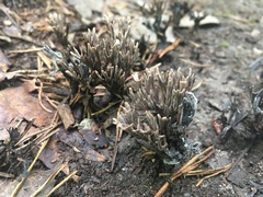Clavulina cinerea